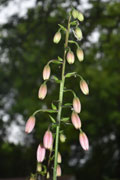 'Sweet Betsy" Inflorescence